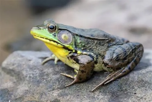 Ногоон мэлхий Lithobates clamitans хадан дээр