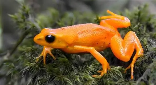 grenouille matella dorée