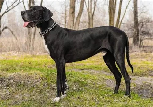 chien dogue allemand dans les bois