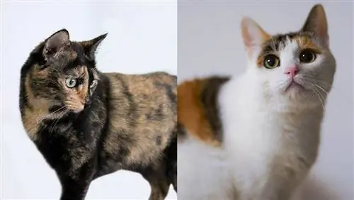 Tortoiseshell vs Calico cat