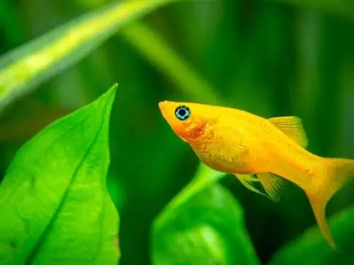 sunburst platy