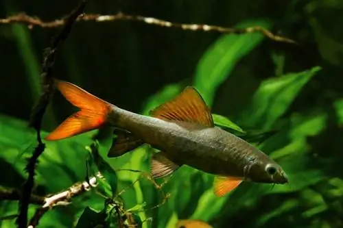 Rainbow-Shark-or-Sharkminnow_Aleron-Val_shutterstock