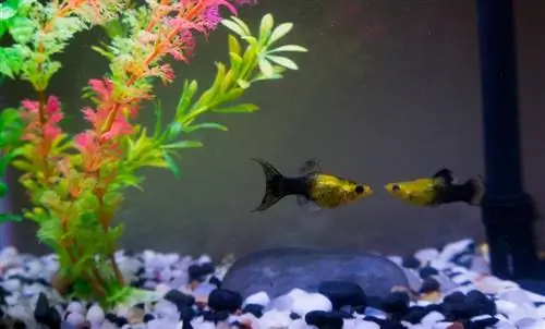 10 Great Tank Mates for Molly Fish (Οδηγός συμβατότητας 2023)