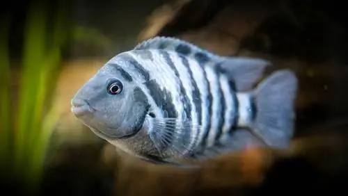 kết án cichlid