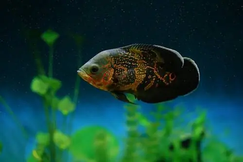 poisson oscar dans l'aquarium