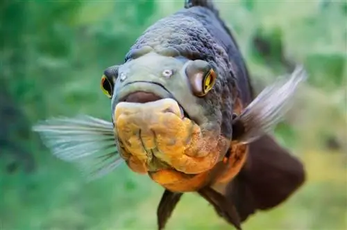 poisson oscar gros plan