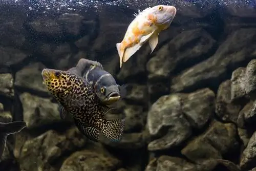 poisson oscar dans le réservoir