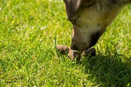 kaka kokan köpek