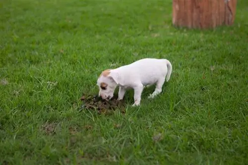 witte puppy die dierlijke uitwerpselen eet