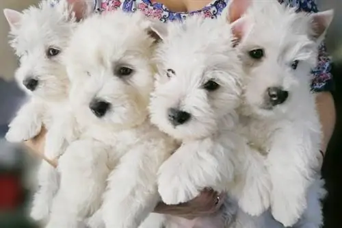 cuccioli di west highland terrier bianco