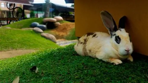 coelho estava se abrigando do sol quente atrás da gaiola_rabbit estava se abrigando do sol quente atrás da gaiola