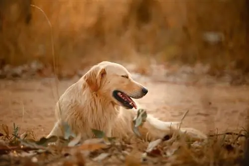 perro perdiguero de oro