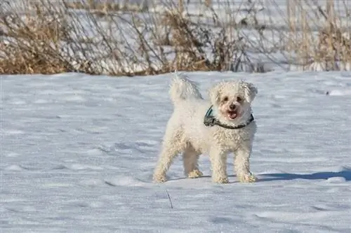 bichón frisé