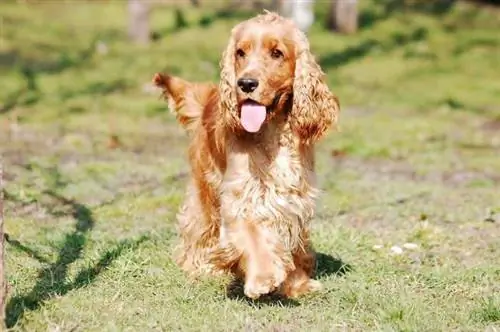 Cocker spaniel