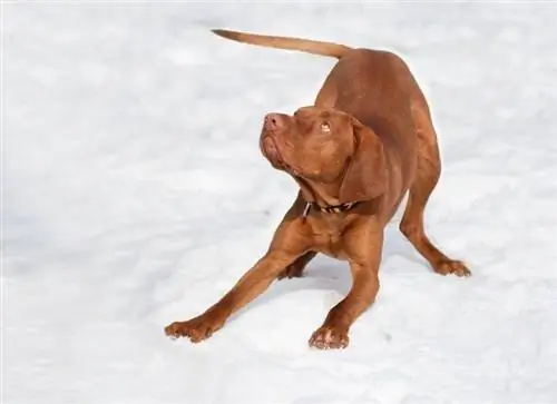 Vizsla-hond