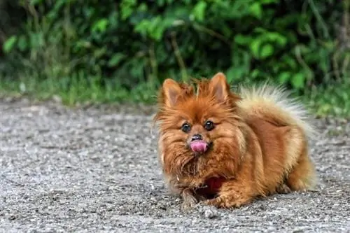 Dwarf Spitz Pomeranian