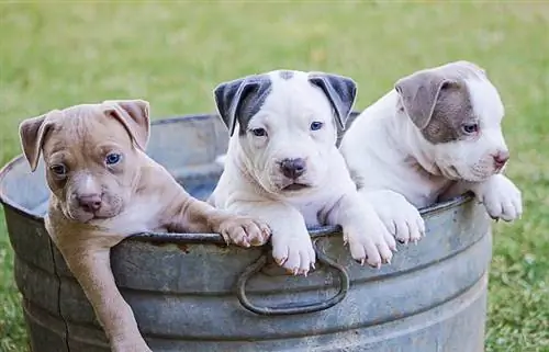 Blonde American Pit Bull Terriers