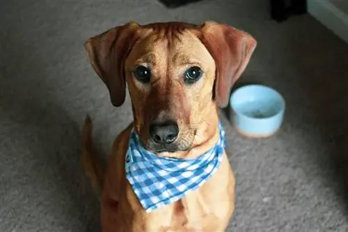 duitse herder bloedhond mix van dichtbij