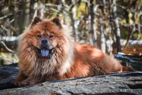 chow chow