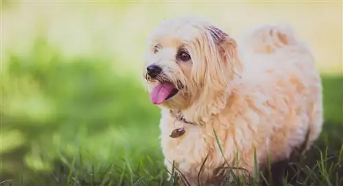 17 raças de cães loiros: uma visão geral completa (com fotos)