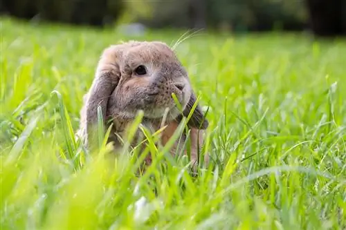 Haas gevou-oor mini lop sit op die grasperk