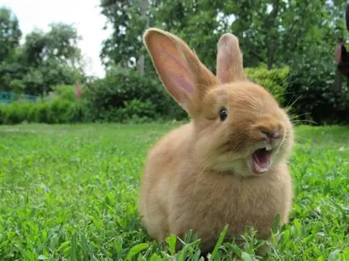 lapin rouge sur l'herbe verte