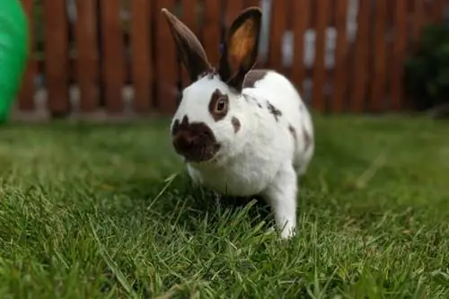 Lapin tacheté anglais mangeant de l'herbe dans la cour