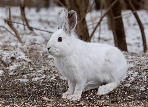 coelho com raquetes de neve durante o inverno