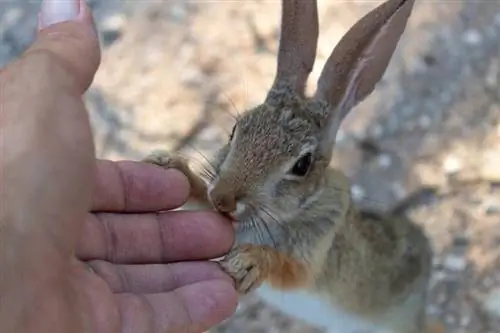 Desert Cottontail Rabbit berører menneskehånd