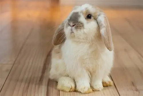 Einzelnes geflecktes Holland-Lop-Kaninchen