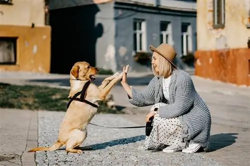 glücklicher Hund