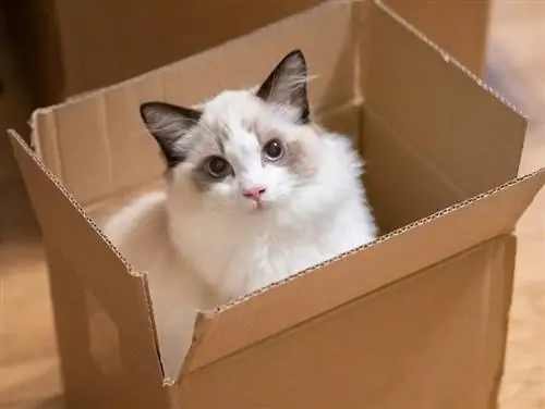 gato ragdoll na caixa de papelão