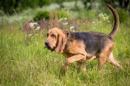 bloodhound