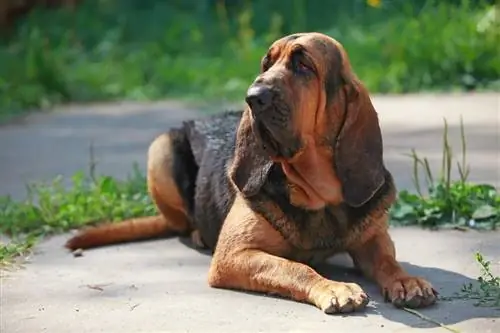 Bloodhound: Нохойн үүлдрийн мэдээлэл, зураг, шинж чанар & Баримт