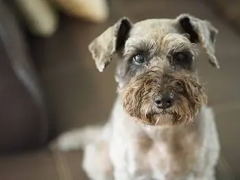 8 melhores alimentos para cães para schnauzers em 2023 – avaliações & principais escolhas