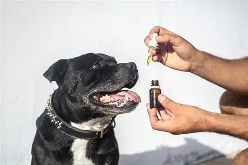 olio essenziale per cani