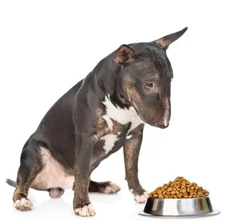 11 mejores alimentos para perros para Bull Terriers en 2023 – Reseñas & Las mejores selecciones