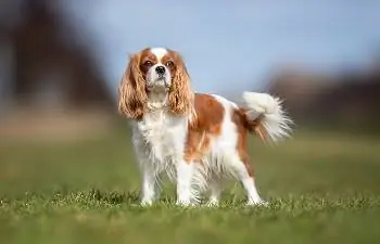 9 ምርጥ የውሻ ምግቦች ለ Cavalier King Charles Spaniels በ2023 - ግምገማዎች & ምርጥ ምርጫዎች