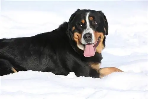 Grande cão da montanha suíça no inverno