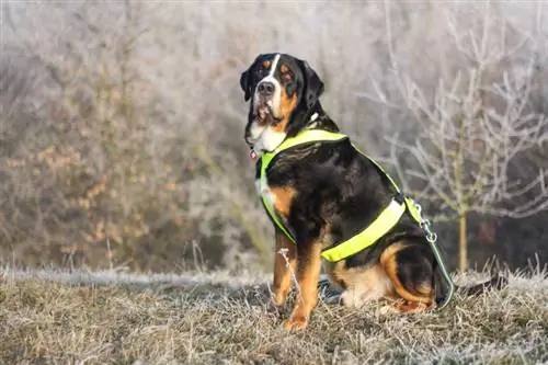 anjing gunung swiss yang lebih besar