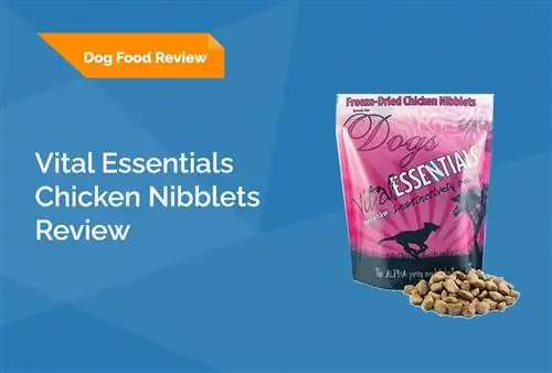 Vital Essentials Chicken Nibblets Review 2023: Återkallelser, fördelar & Nackdelar