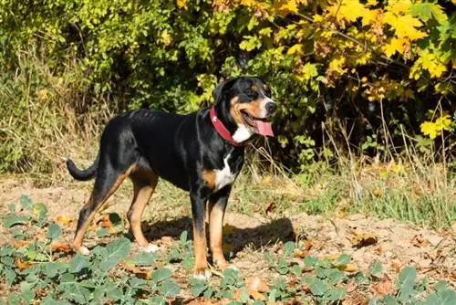 80 Amazing Names for Greater Swiss Mountain Dogs (2023 Hloov Kho)