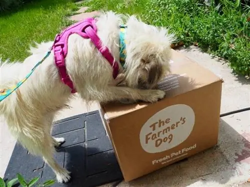 La caja de alimentos frescos Farmer's Dog en el escalón delantero con un perro blanco