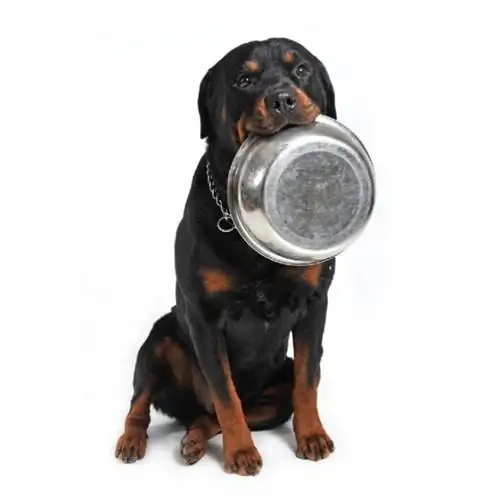 perro rottweiler comiendo plato de comida vacío