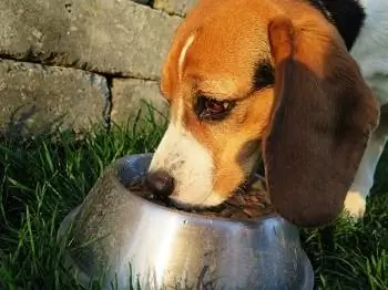 11 meilleurs aliments pour chiens pour Basset Hounds en 2023 - Avis &