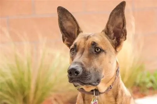 Բելգիական Malinois Close Up