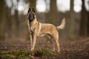 9 najlepszych karm dla belgijskiego malinois w 2023 r. - recenzje & najczęściej wybierane