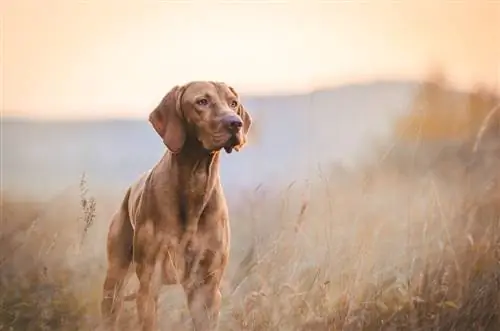 Un cane Vizsla