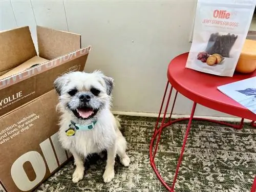 Ollie scatola di cibo per cani freschi e dolcetti con felice cane bianco soffice