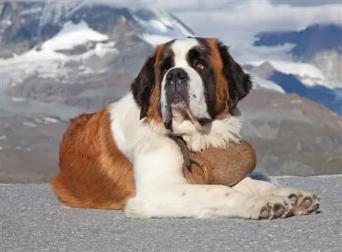 Saint-Bernard